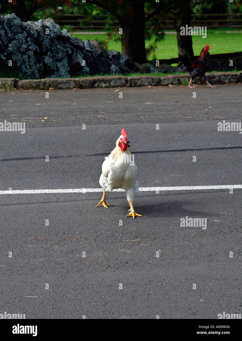 Chicken road casino - Een Gokkast Op Weg: Speel Nu de Chicken Road Online Spellen